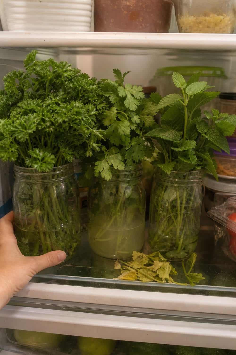 20 Herb Storage Ideas That Keep Food Fresh 1. Create a Tender Herb Jar Zone for 20 Herb Storage Ideas That Keep Food Fresh