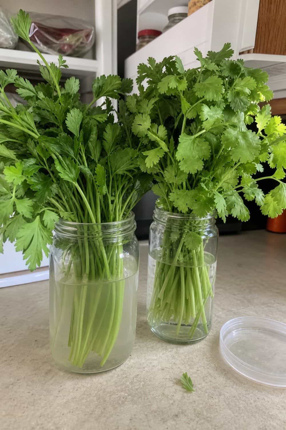 How to Store Herbs So They Stay Fresh how to store herbs 03 store parsley and cilantro upright in water section photo